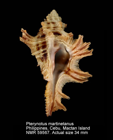 Pterynotus martinetanus (5).jpg - Pterynotus martinetanus(Röding,1798)